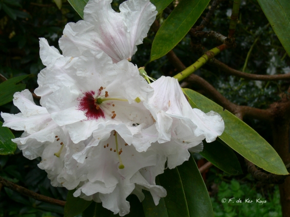 Bois des Moutiers (37) Mai 2012
